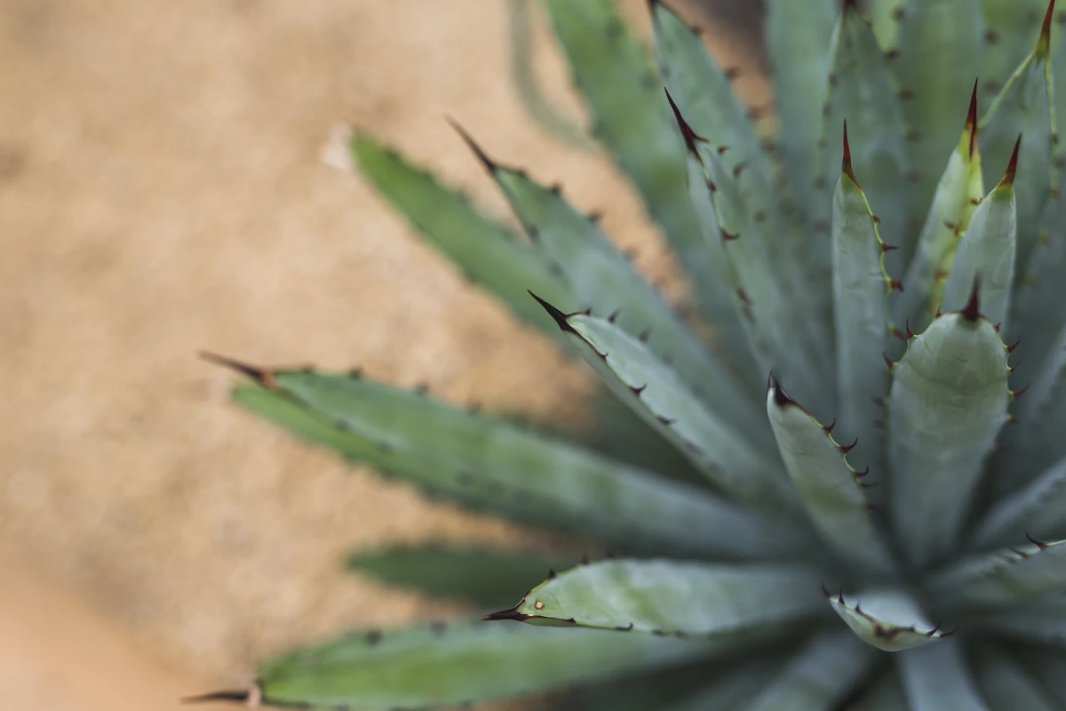 Agave nana, la regina delle piante mini: consigli pratici per coltivarla anche in piccoli spazi
