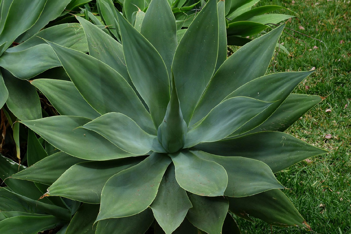 Agave nana, la regina delle piante mini: consigli pratici per coltivarla anche in piccoli spazi