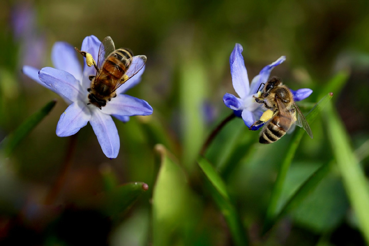 Le api ne vanno matte: questi fiori trasformano il giardino in un paradiso di colori e vita