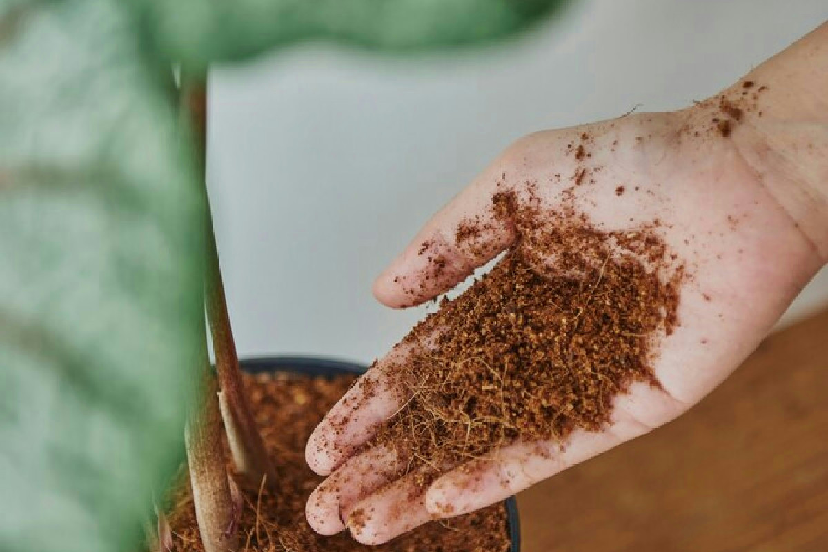Attenzione al terriccio del supermercato: ecco le piante che non lo tollerano e rischiano di soffrire