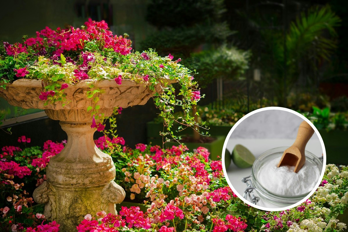 Il bicarbonato diventa il miglior alleato nel verde: 3 utilizzi che mantengono le piante splendide