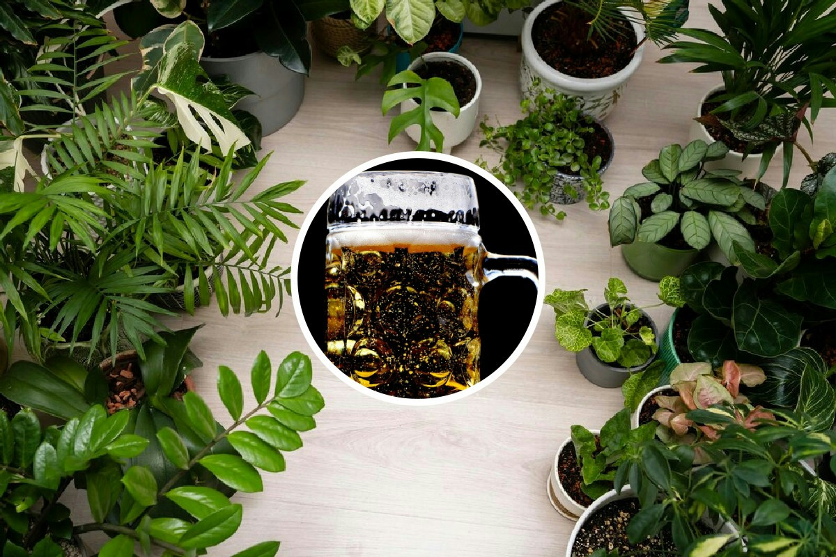 Birra avanzata sulle piante? Così ottieni gerani più forti e difendi l’orto da lumache e vespe