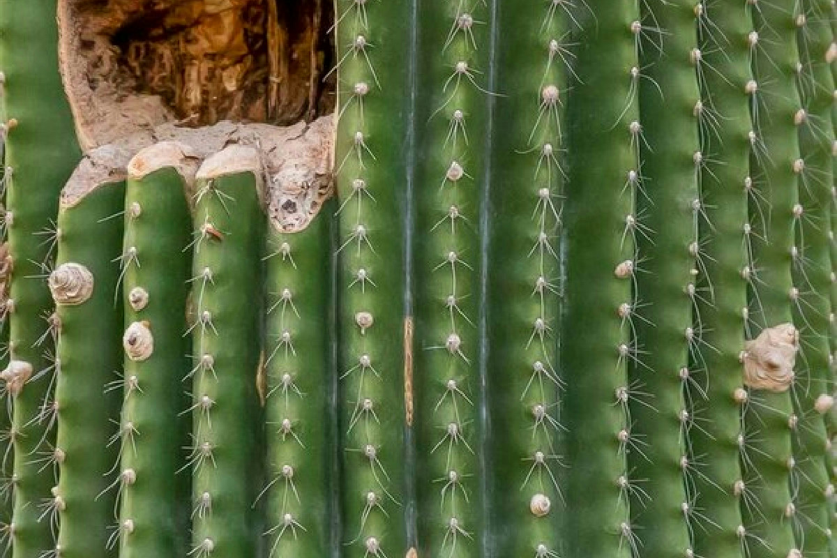 Il cactus sta perdendo colore o si affloscia? I segnali che ti aiutano a riportarlo in salute