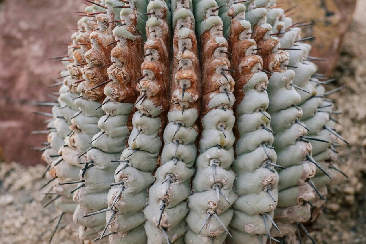 Il cactus sta perdendo colore o si affloscia? I segnali che ti aiutano a riportarlo in salute