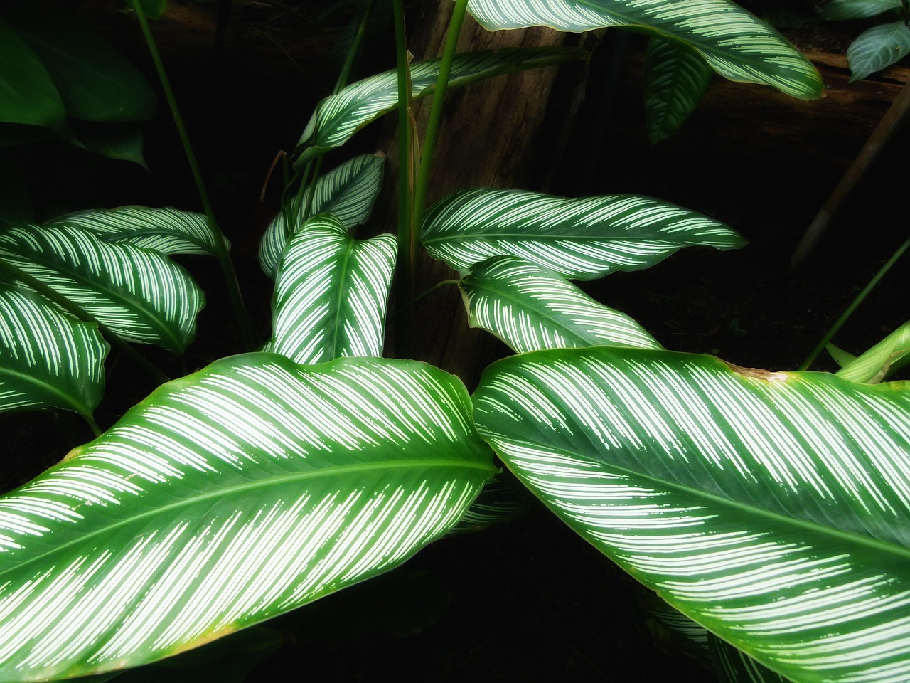 Calathea e Marantaceae, foglie dipinte che incantano: quando la natura si fa design in casa