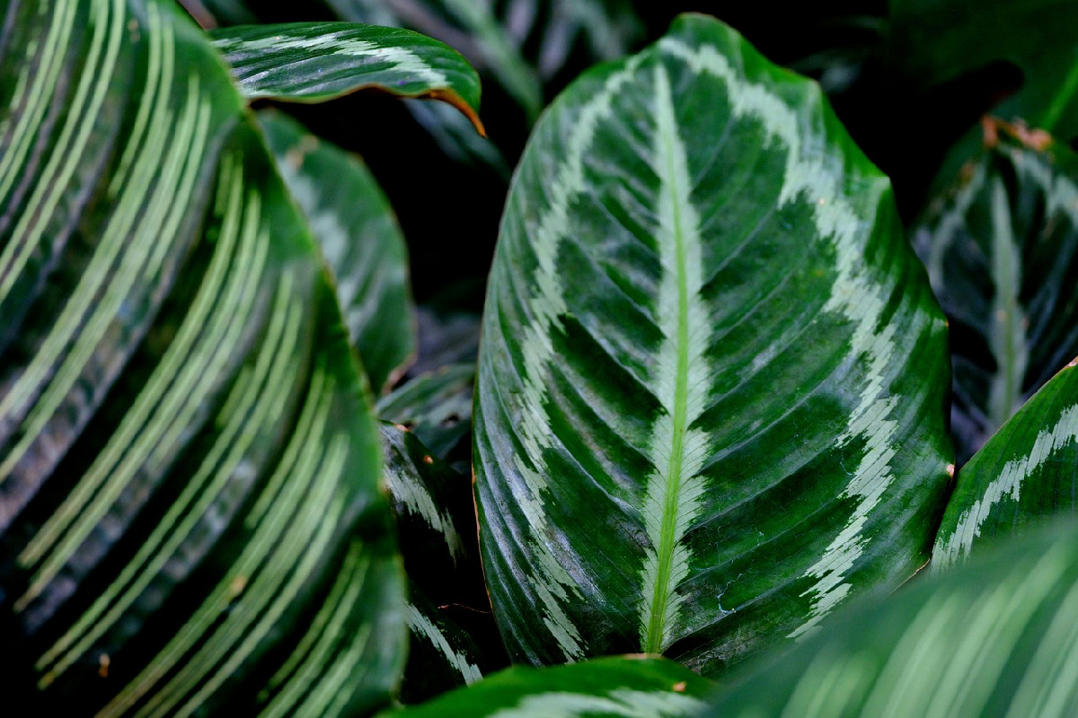 Calathea e Marantaceae, foglie dipinte che incantano: quando la natura si fa design in casa