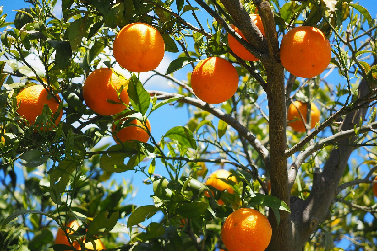 Coltivo alberi da frutto in giardino: le varietà che regalano raccolti abbondanti ogni anno