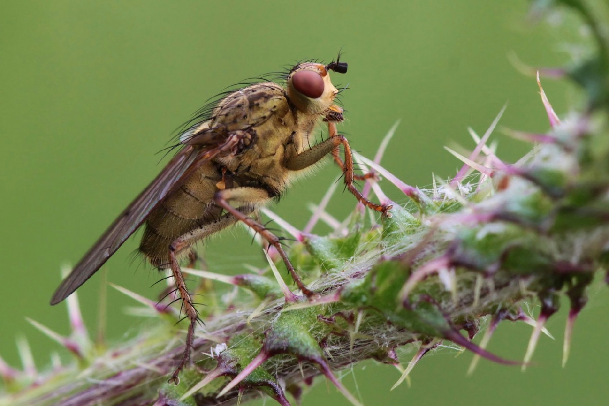 Come eliminare i parassiti dalle piante naturalmente: il rimedio con aglio e sapone