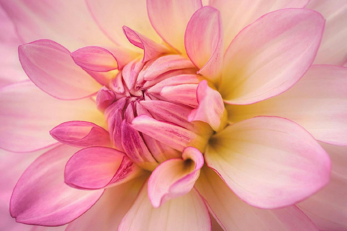 Come i giardinieri riescono ad avere fiori spettacolari anche durante i periodi di siccità estrema