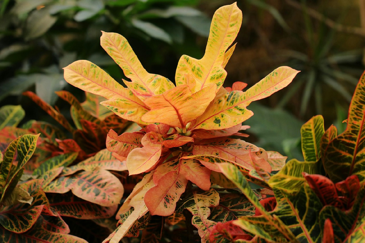 Come trasformare il salotto in un angolo subtropicale: le piante resistenti che arredano casa