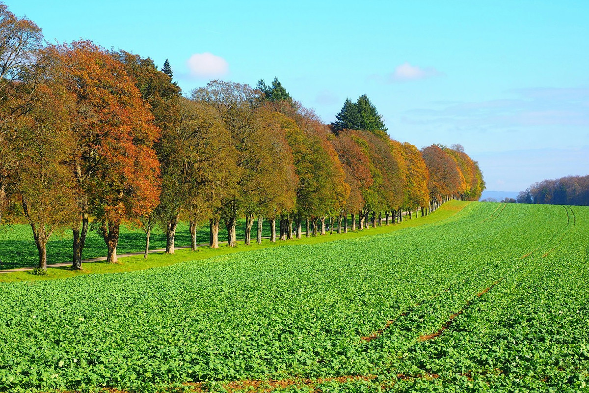 Concimare nel modo corretto: più forza alle piante