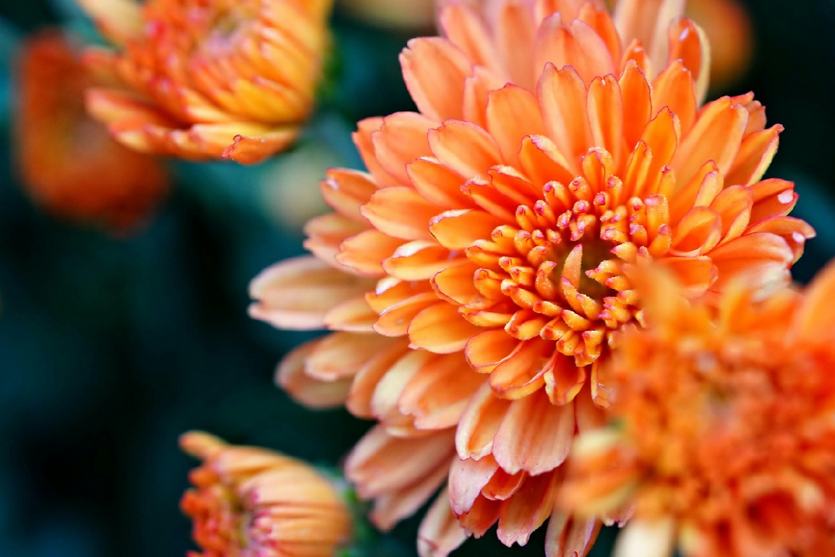 Crisantemi da giardino: colori e forme che accendono l’autunno con varietà da collezione