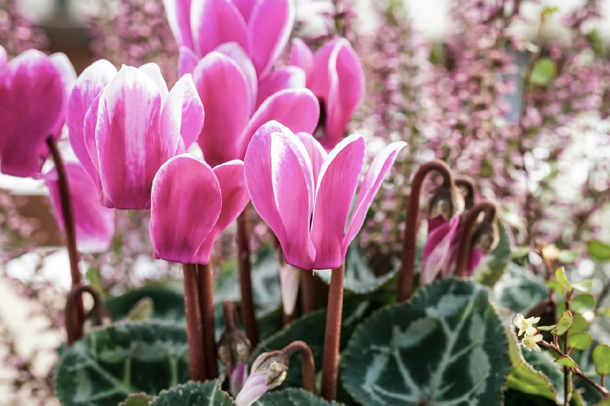 Ecco il gesto che fa trionfare il ciclamino: fioriture abbondanti e colori intensi fino al freddo