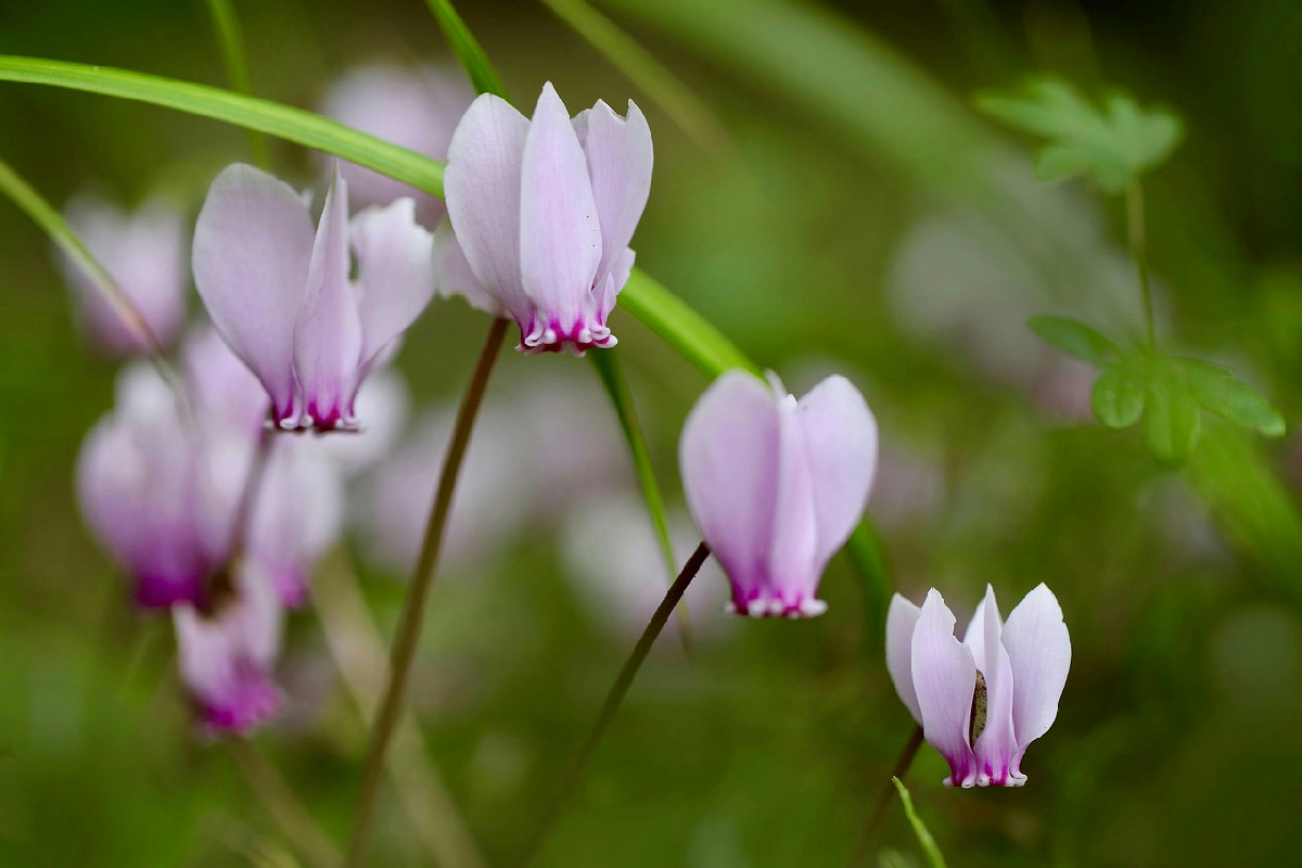 Ecco il gesto che fa trionfare il ciclamino: fioriture abbondanti e colori intensi fino al freddo