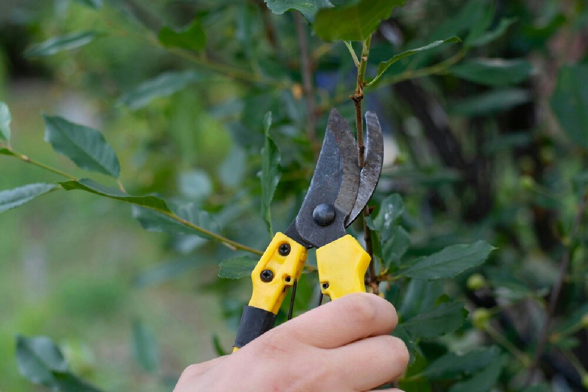 Ecco quali piante, erbe e arbusti rischiano danni gravi se li poti a novembre: la guida utile