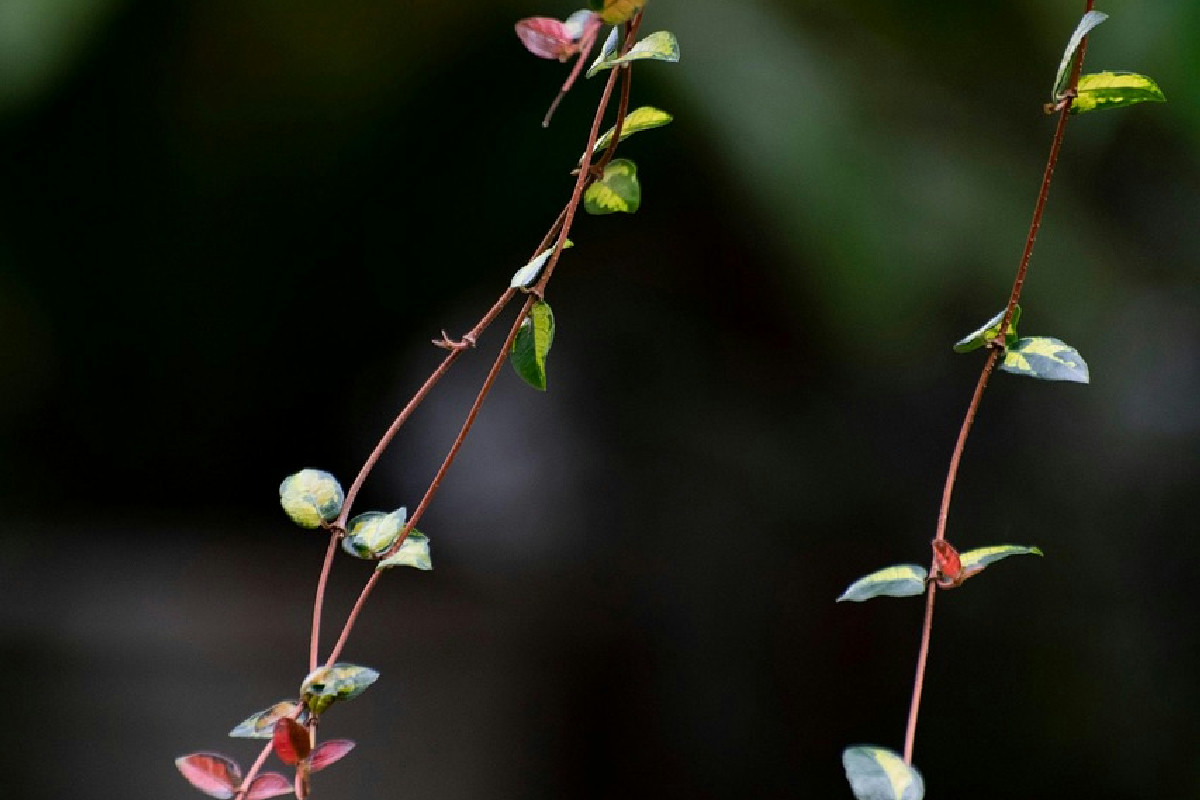 Il fascino delle rampicanti tropicali: le 7 meraviglie botaniche che trasformano ogni giardino