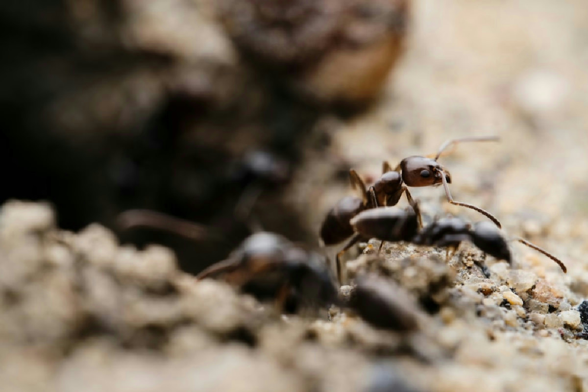 Le formiche assediano le tue piante? Il prodotto naturale scelto dai giardinieri risolve così