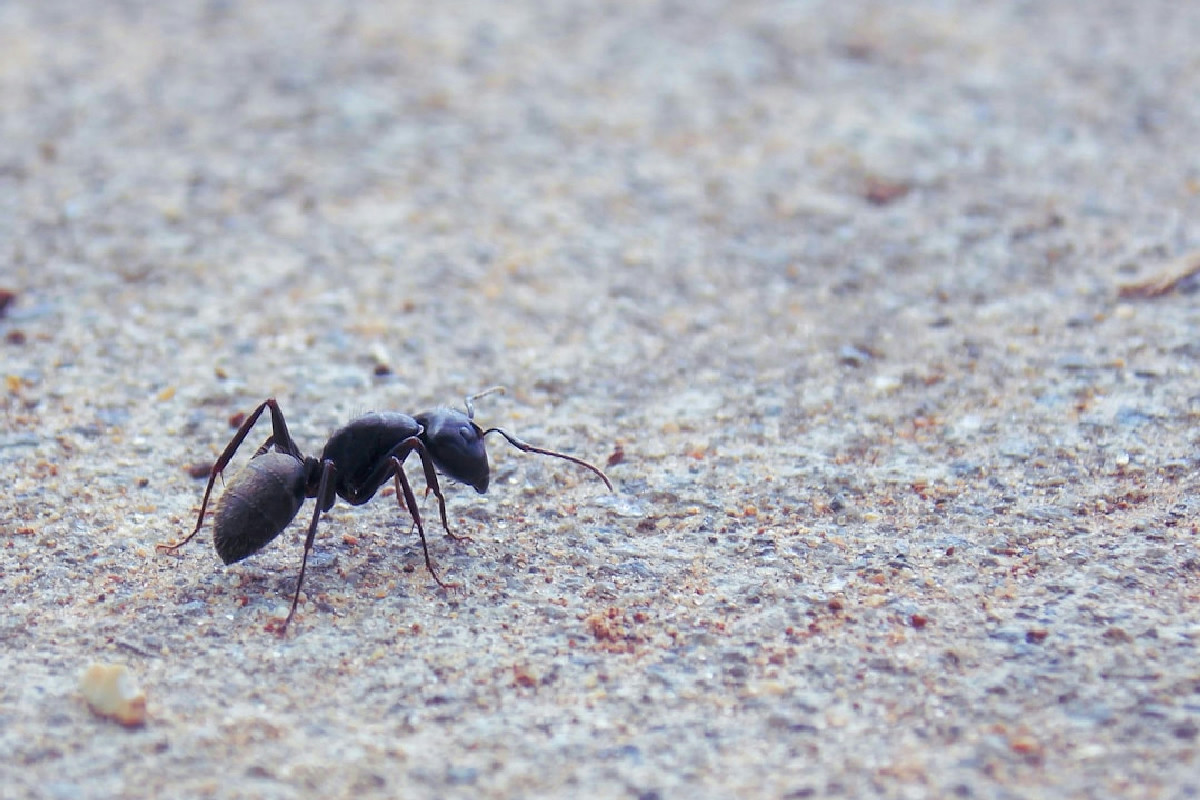 Formiche sui davanzali? Ecco come l’aceto e gli oli essenziali risolvono in pochi giorni