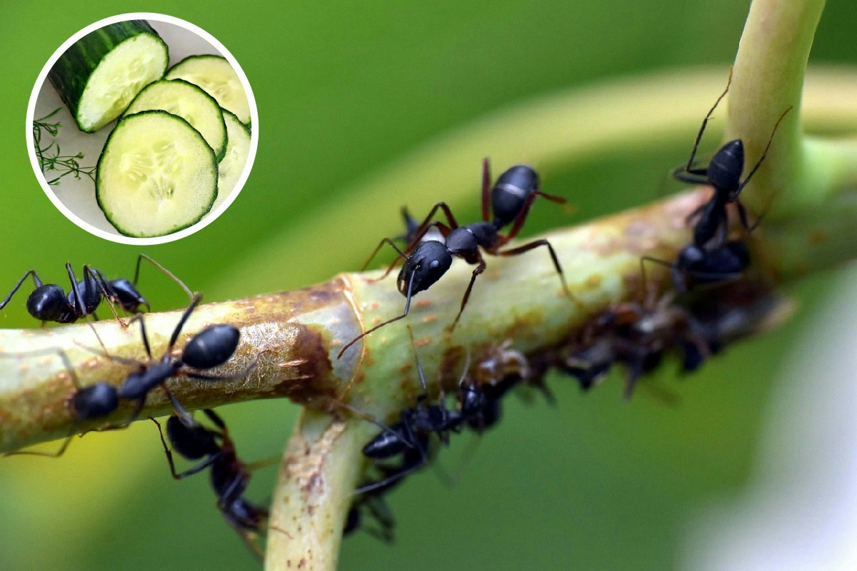 Le formiche tornano a infestare le tue piante? Prova il cetriolo e vedi cosa succede nel vaso