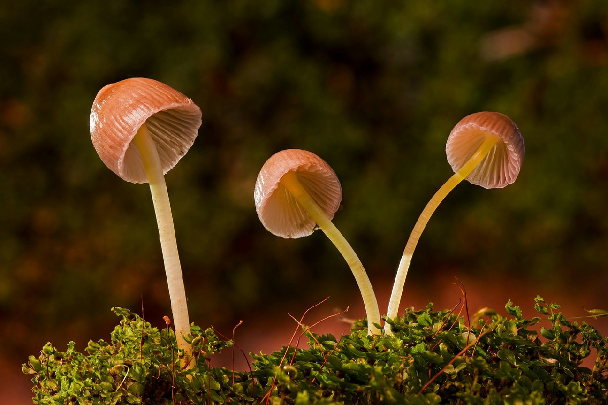 Funghi nel prato? Il metodo naturale definitivo che tutti aspettavano per un verde perfetto