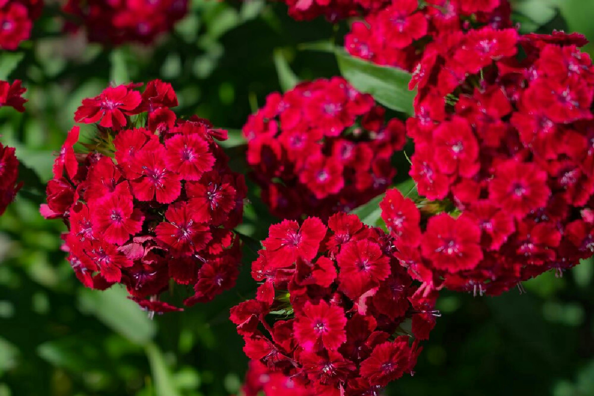 Gerani verdi ma senza fiori? L’abitudine che blocca la fioritura e il rimedio che li trasforma