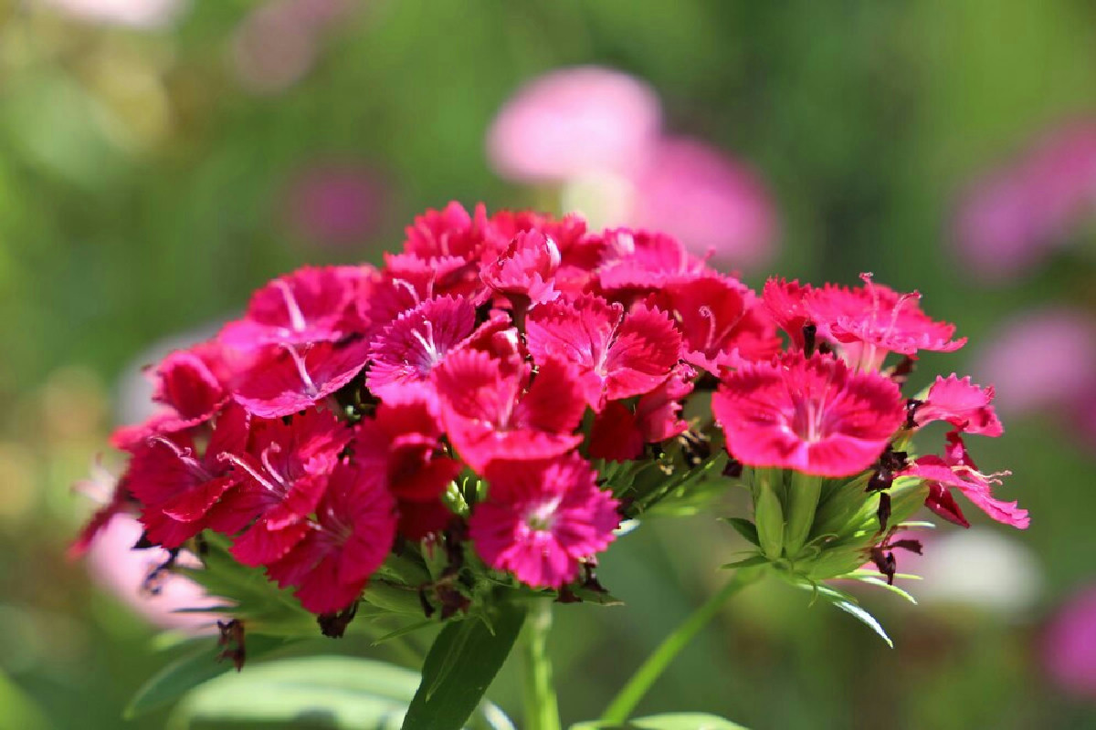 Gerani verdi ma senza fiori? L’abitudine che blocca la fioritura e il rimedio che li trasforma