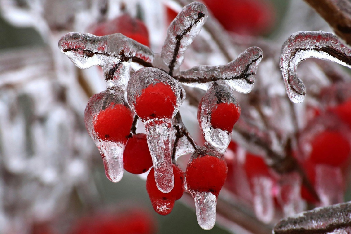Giardino pronto anche ai primi geli: la guida indispensabile per un verde sano fino a primavera
