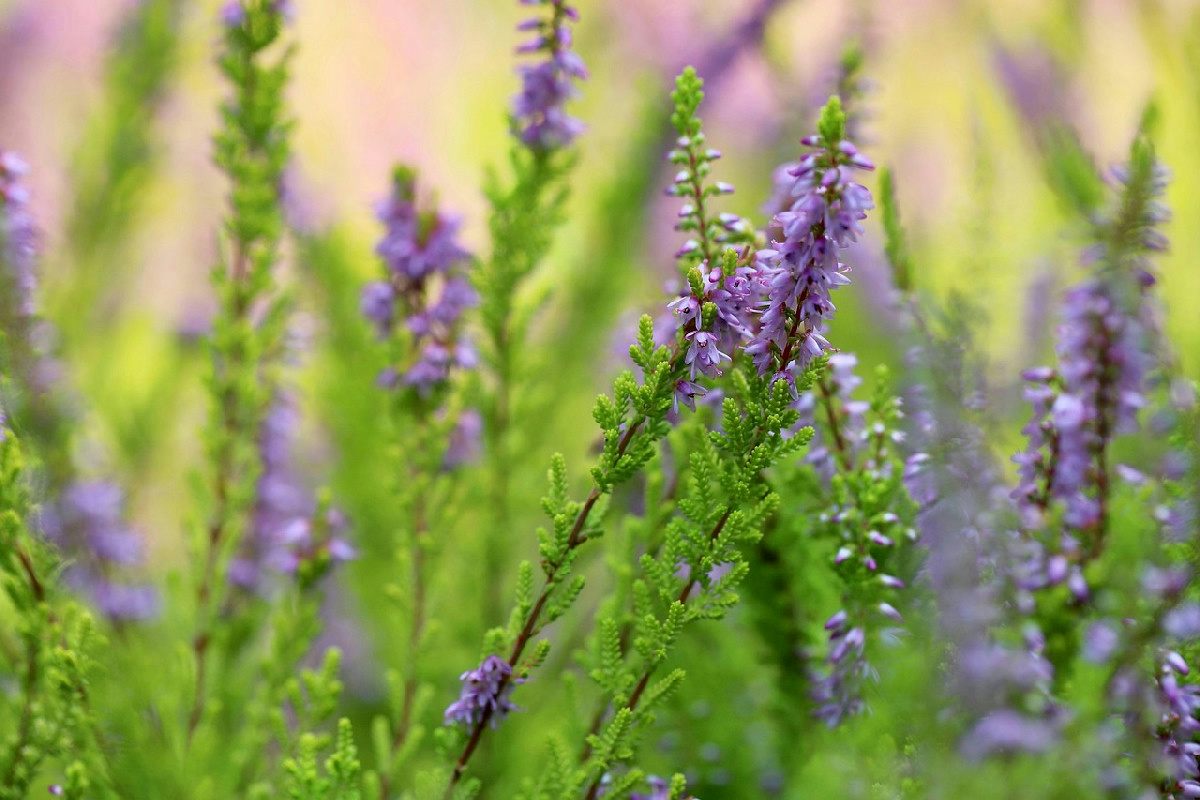 Giardino vivace anche a dicembre: 8 piante che sfidano il gelo e colorano l’inverno di casa