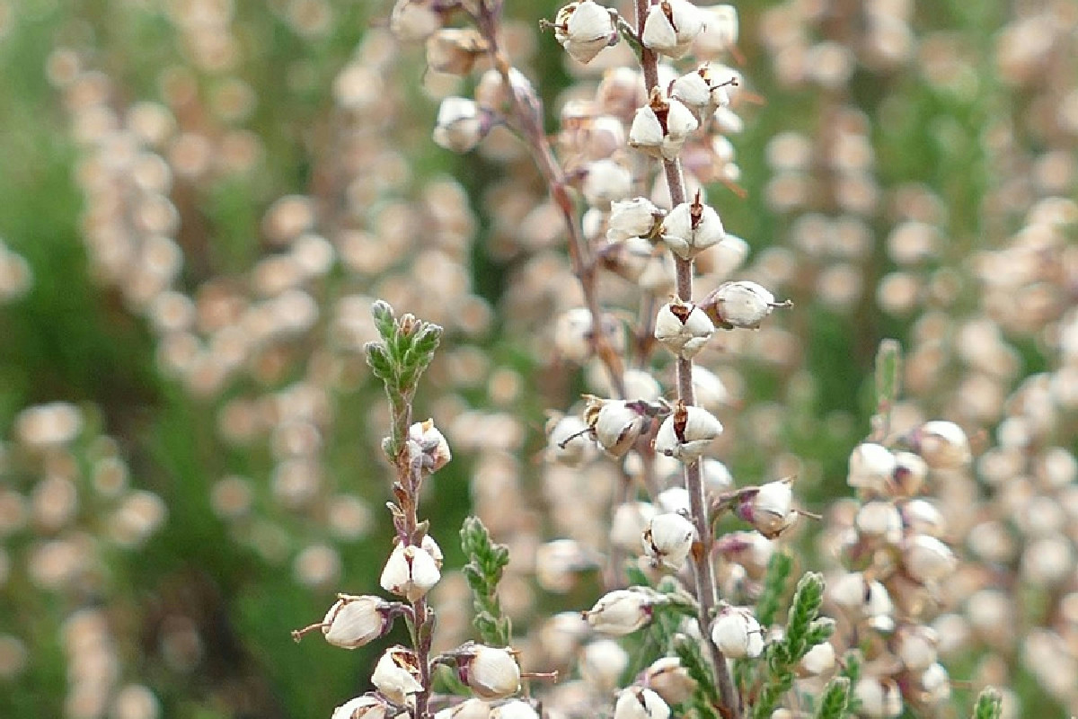 Giardino vivace anche a dicembre: 8 piante che sfidano il gelo e colorano l’inverno di casa