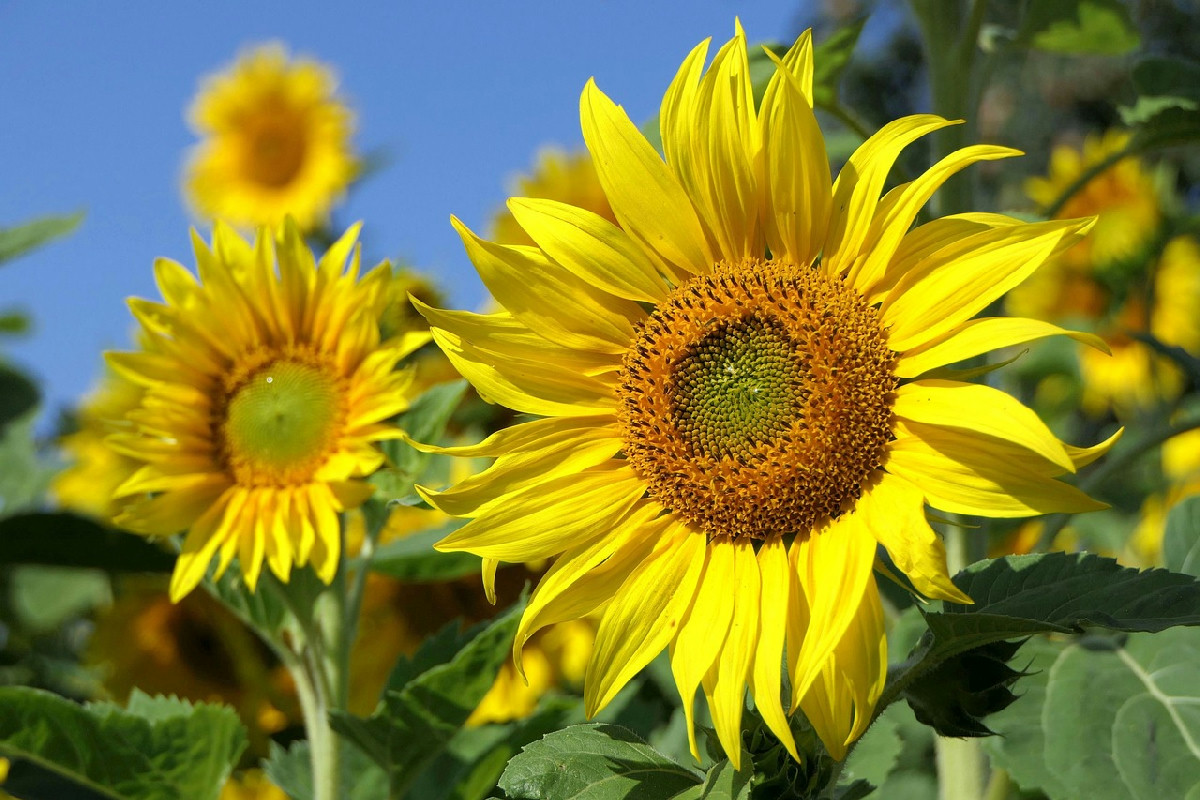 Girasoli tra leggende e scienza: perché non inseguono sempre il sole e cosa fanno davvero
