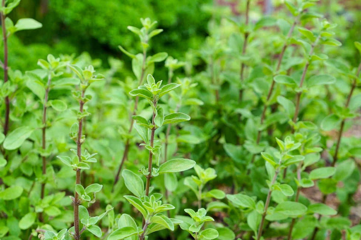 Marjolaina, l’alleata naturale che pochi conoscono: come protegge reni, difese e articolazioni