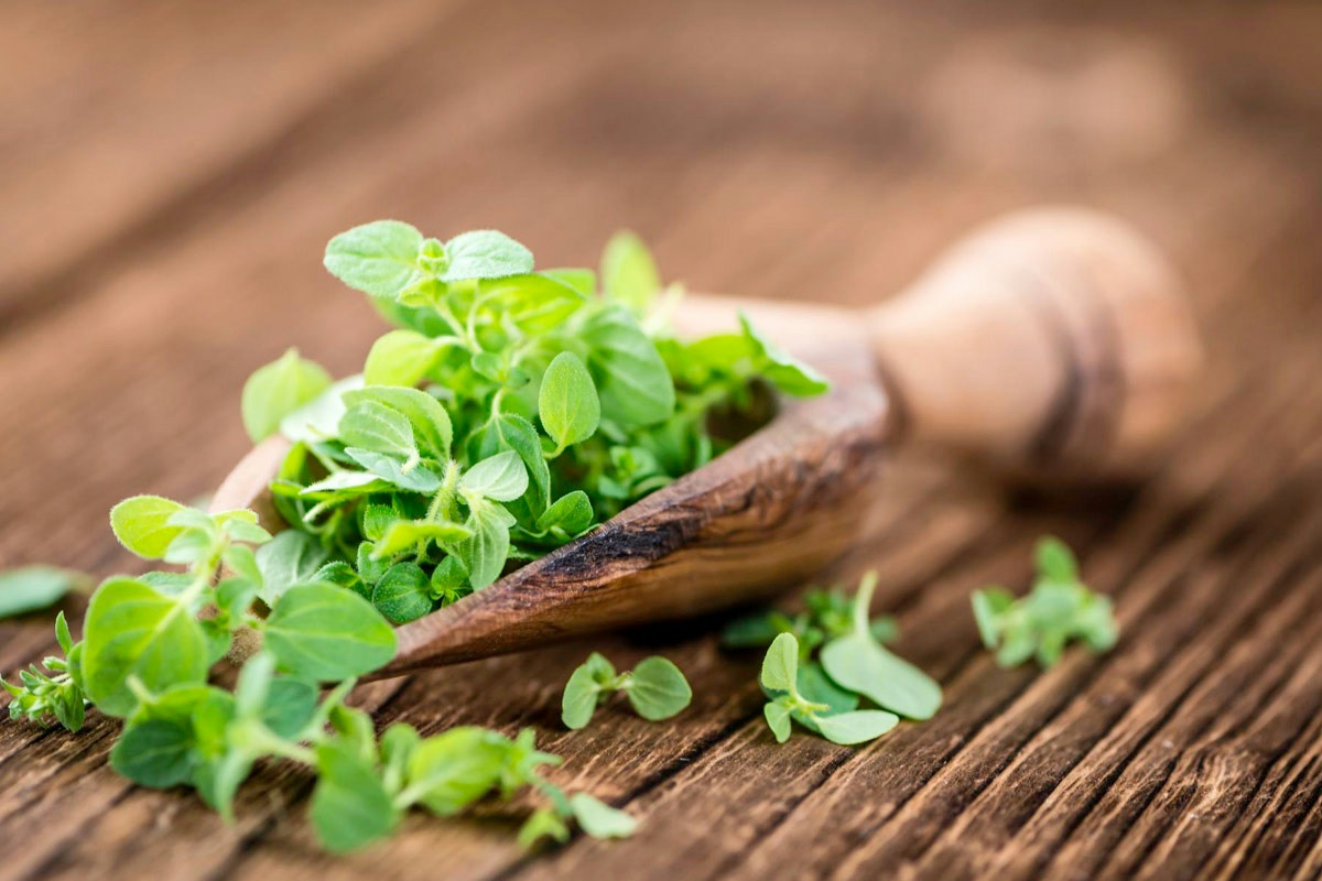 Marjolaina, l’alleata naturale che pochi conoscono: come protegge reni, difese e articolazioni