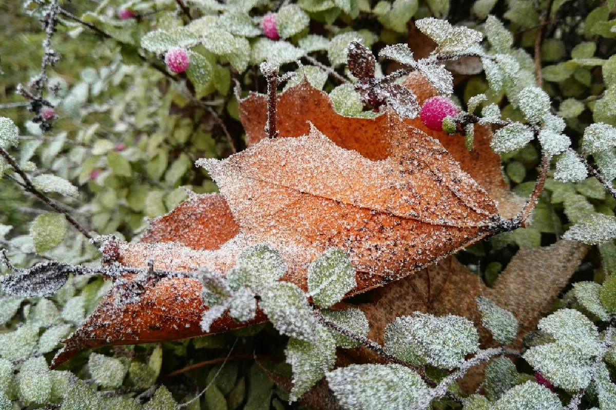 Il metodo più insolito per proteggere le tue piante dal gelo autunnale: ecco cosa fanno gli esperti