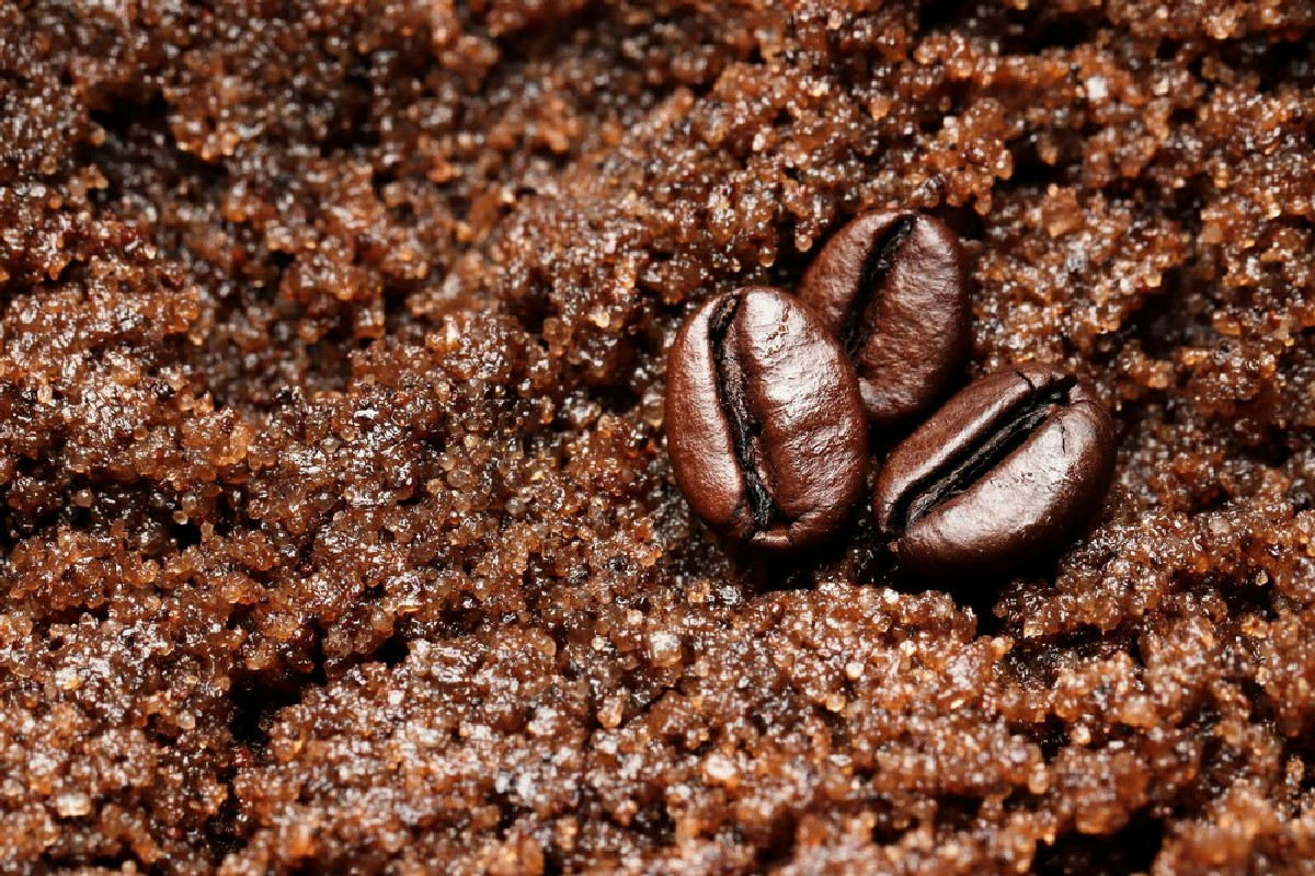 Non buttare i fondi di caffè: ecco come trasformarli in un tesoro naturale per le tue piante