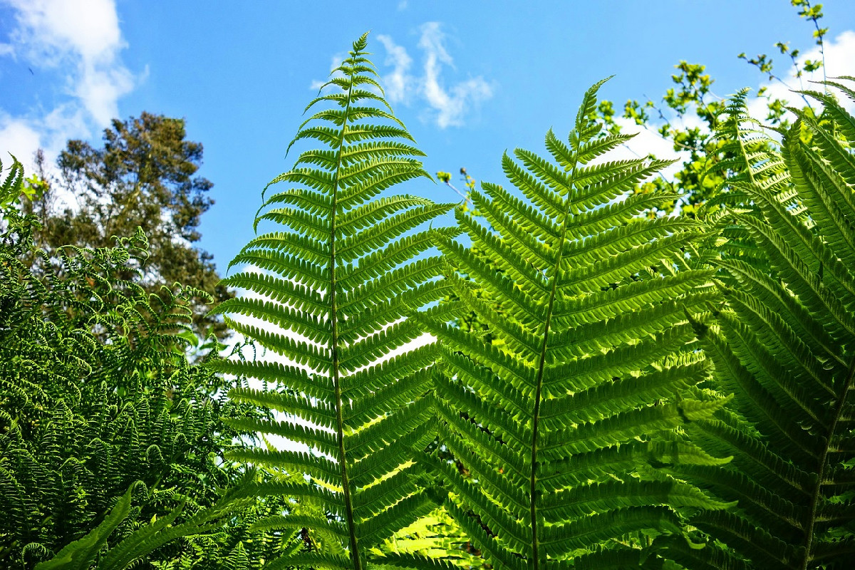 Non ne puoi più degli insetti sulle tue piante? Il rimedio con aceto bianco funziona davvero così