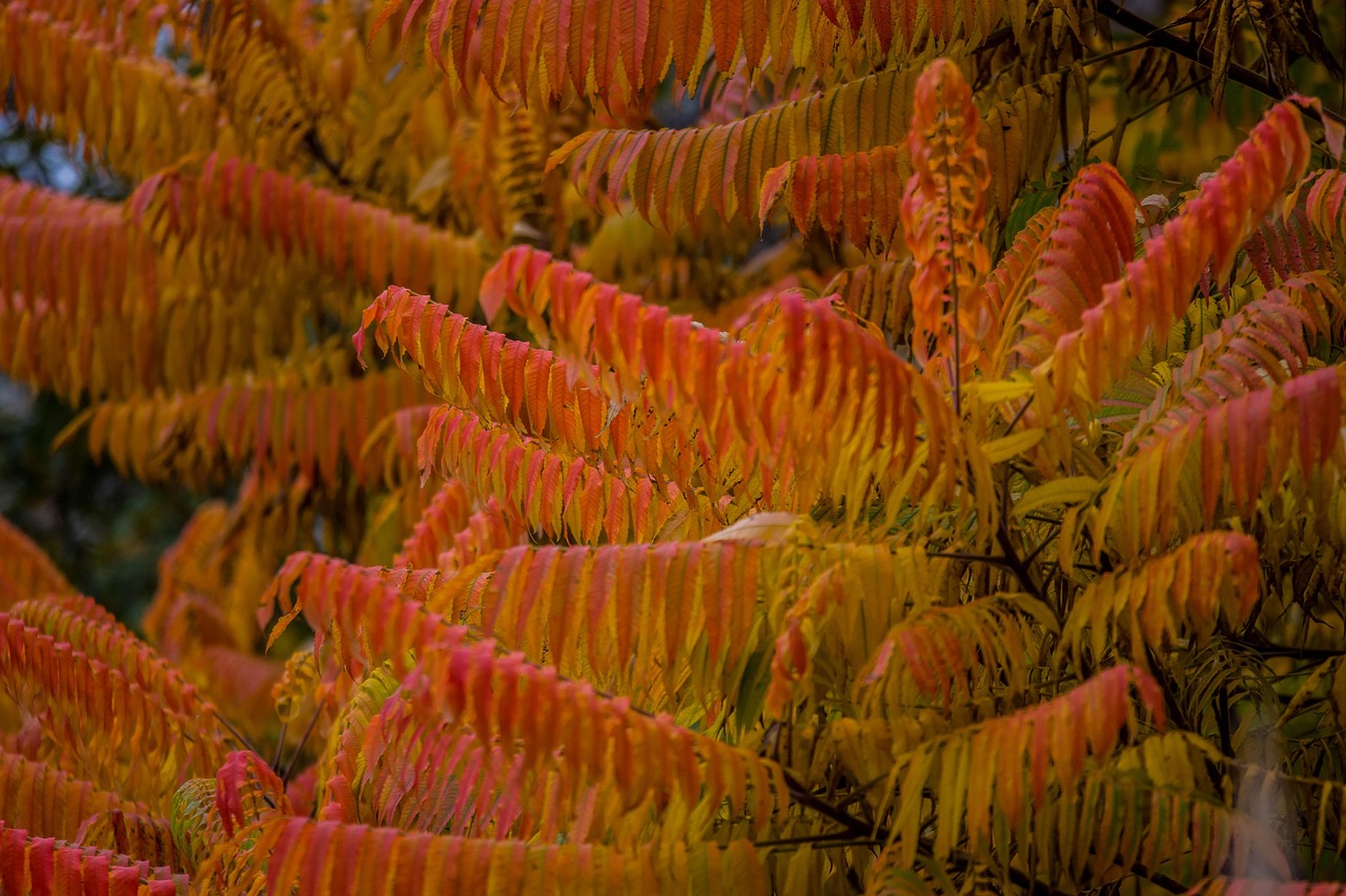 Ora è il momento perfetto: queste 5 piante vanno potate a novembre per una primavera strepitosa
