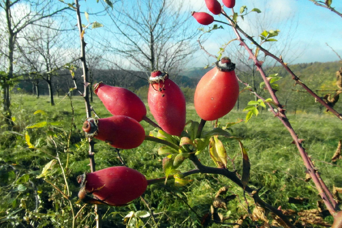 Ora è il momento perfetto: queste 5 piante vanno potate a novembre per una primavera strepitosa