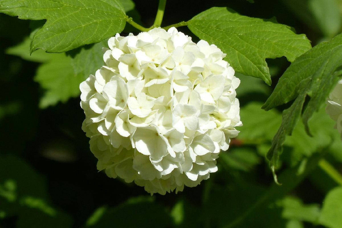 Ortensia bianca: perché è la regina raffinata di giardini e terrazzi, simbolo di eleganza pura