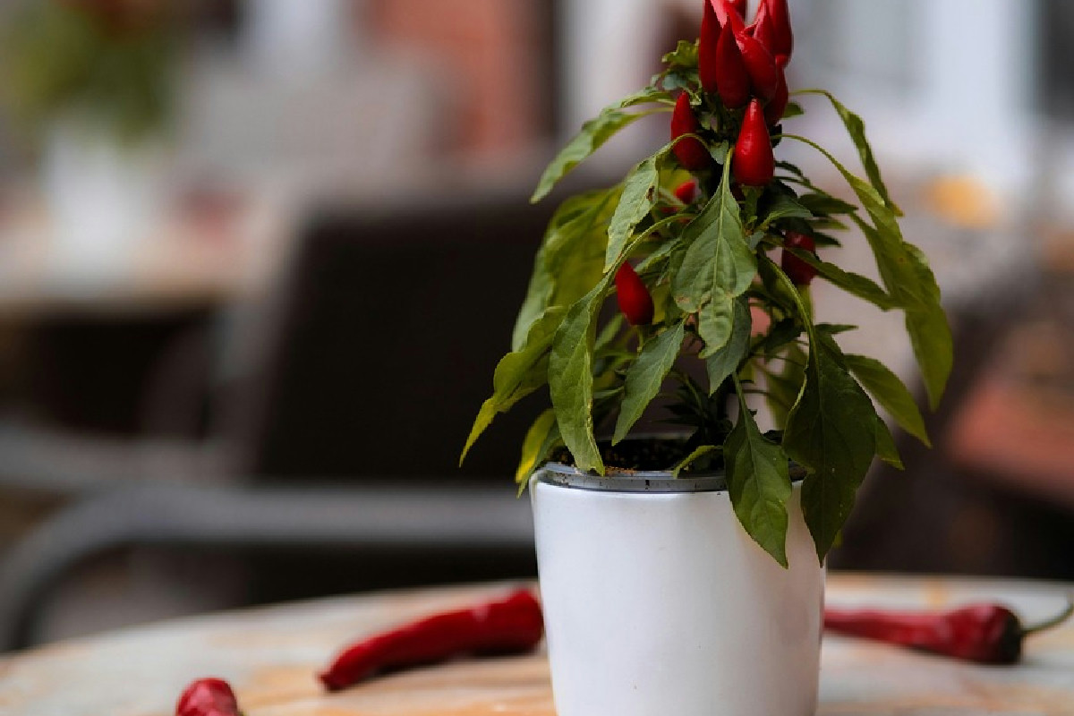 Peperoncini ornamentali: le varietà più colorate per l’autunno