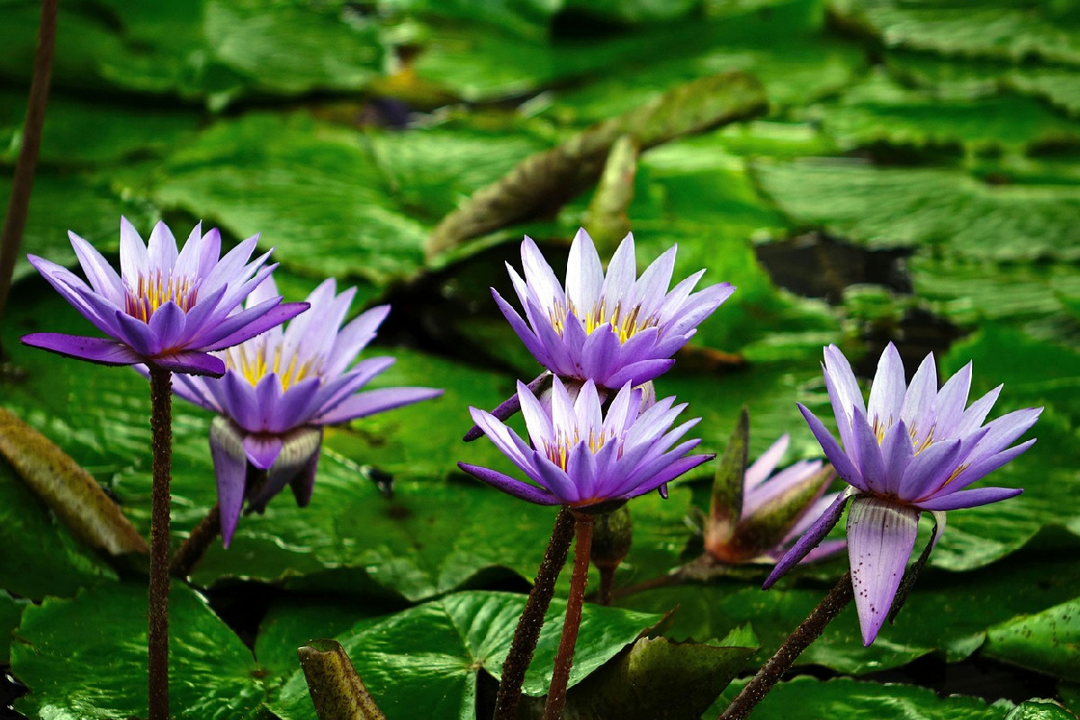 Le piante nascondono dettagli affascinanti: 5 curiosità insolite che pochi immaginano