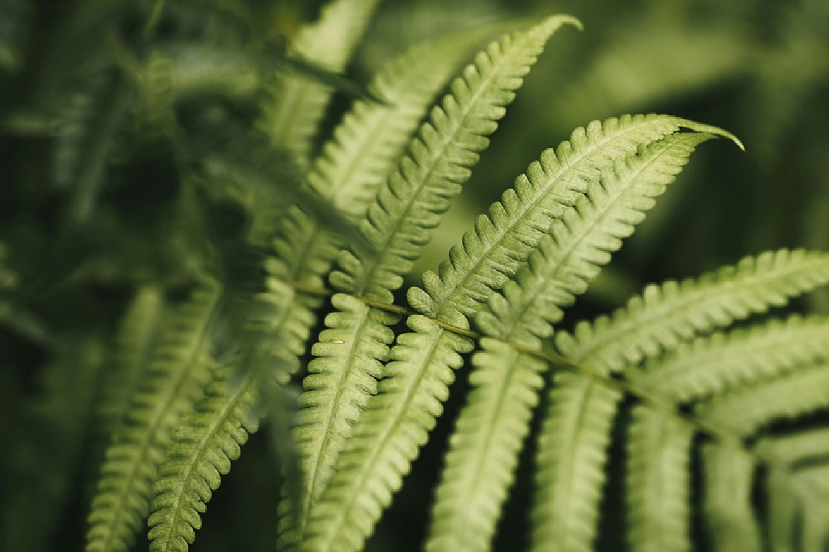 Le piante nascondono dettagli affascinanti: 5 curiosità insolite che pochi immaginano