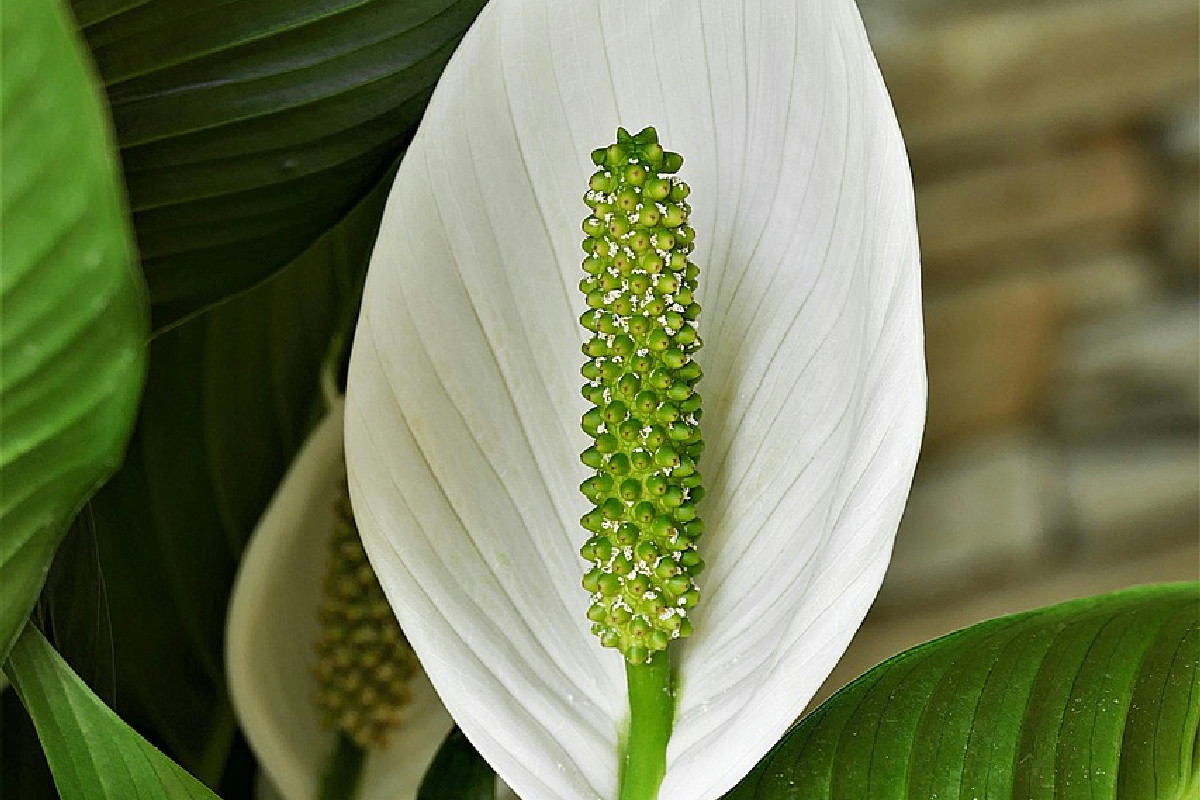 Le piante che ogni casa dovrebbe avere: assorbono umidità e allontanano la muffa dai muri