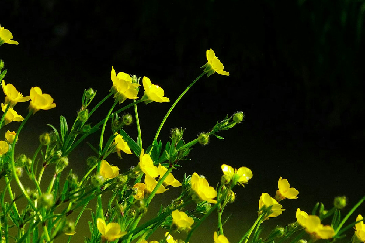 Piante che rifioriscono da sole ogni anno: ecco le varietà per un giardino sempre rigoglioso