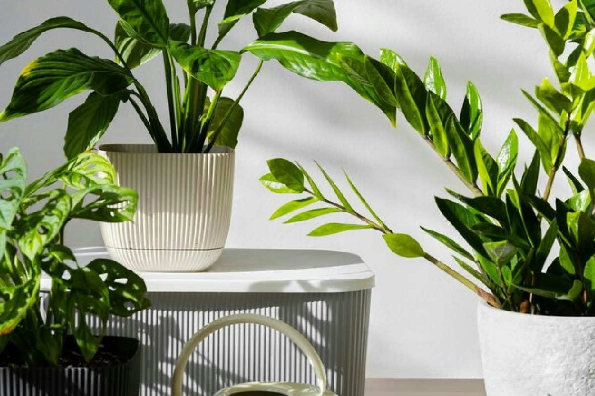 Piante in salotto: la verità mai detta sul loro potere di pulire l’aria che respiri ogni giorno
