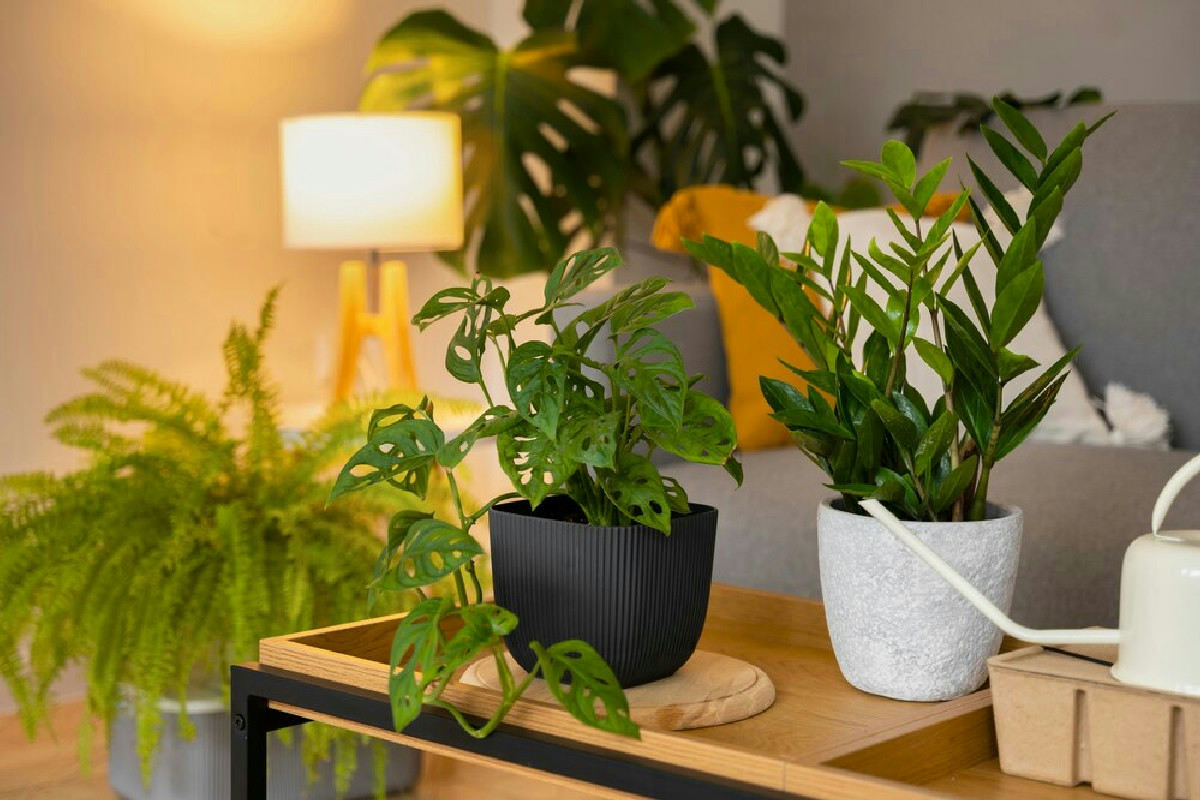 Piante in salotto: la verità mai detta sul loro potere di pulire l’aria che respiri ogni giorno