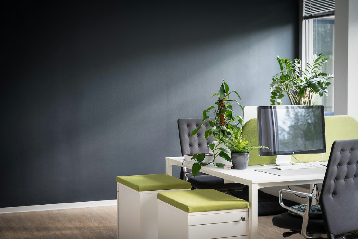 Le piante che trasformano l’ufficio: quali scegliere per lavorare meglio (anche senza luce)