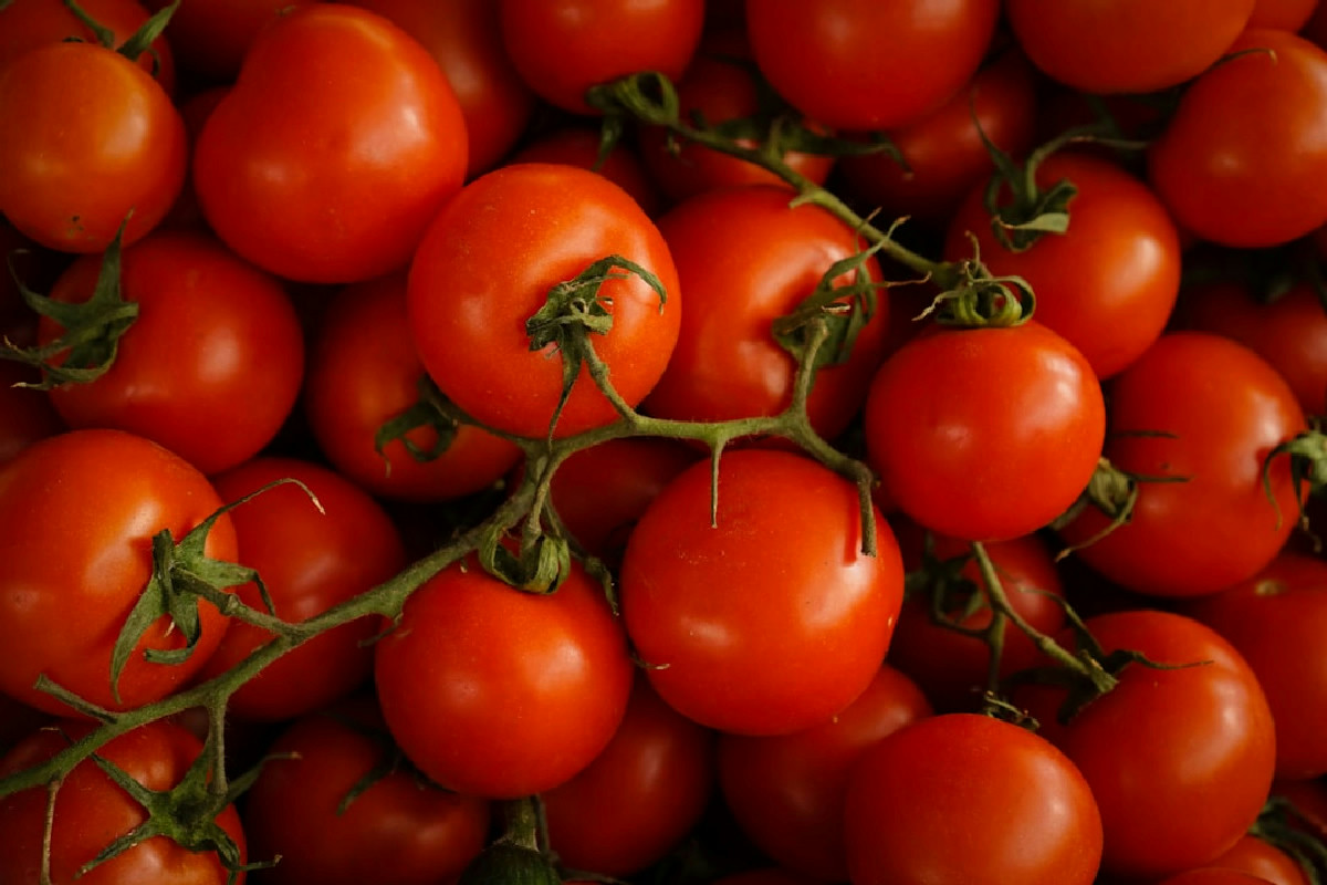 Pomodori in ritardo? Il consiglio degli esperti: questo concime naturale li trasforma in fretta