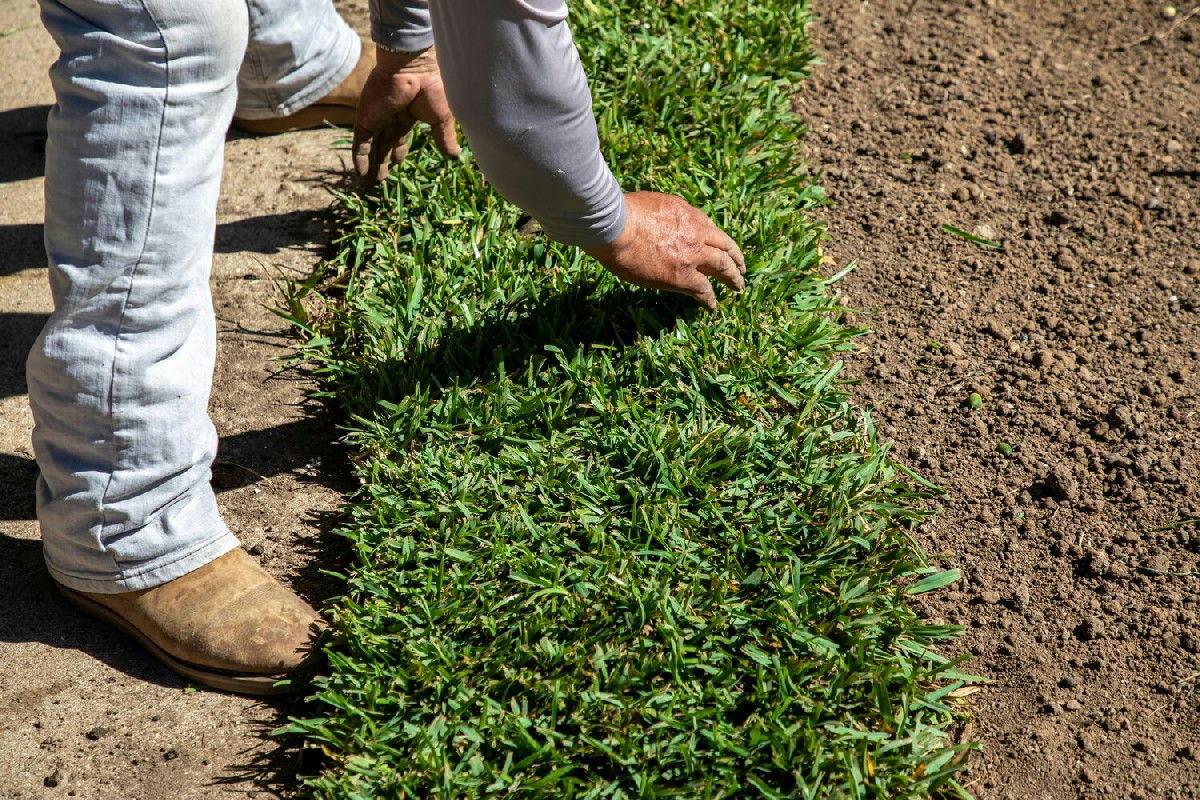 Il prato può rinascere anche d'inverno? Ecco cosa si scopre seminando a fine autunno