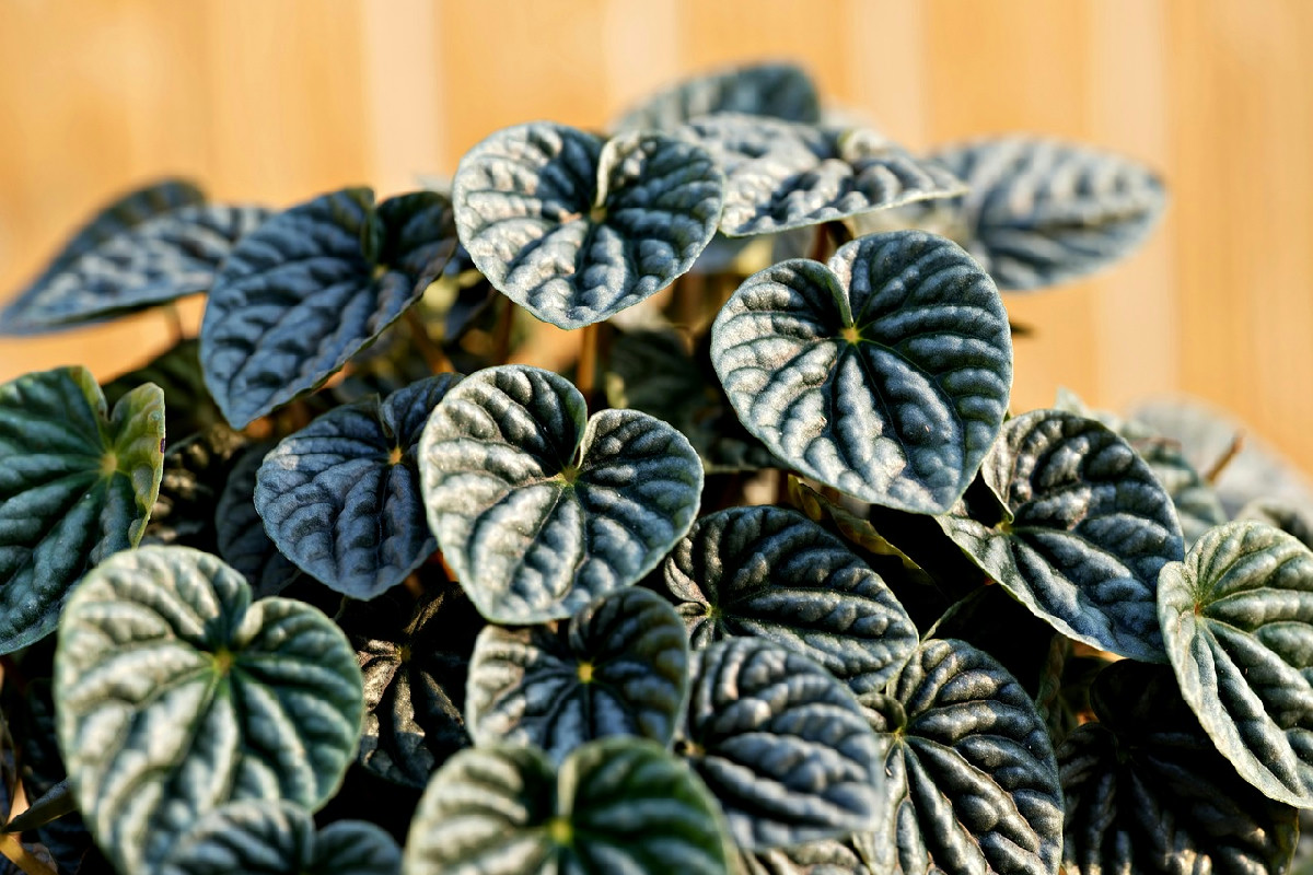 Da quando ho messo una Peperomia in salotto, tutti credono di essere entrati in una serra di lusso