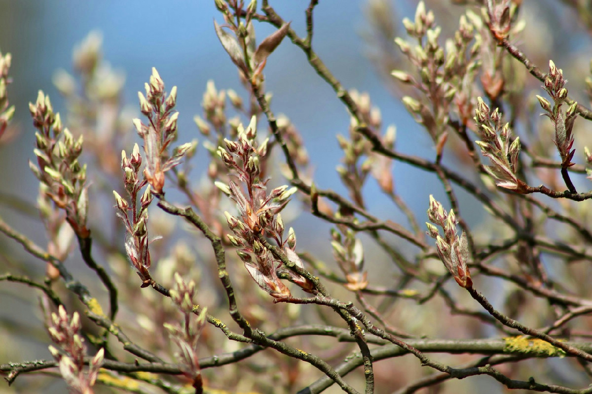 Questi sono gli alberi perfetti per giardini piccoli: 5 specie facili e spettacolari da piantare
